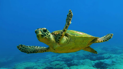 Tartaruga caretta caretta